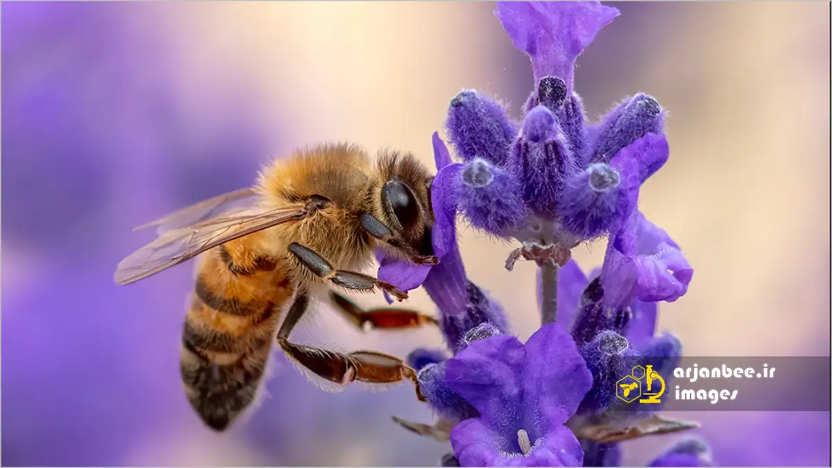 زنبور عسل روی گل های اسطوخودوس