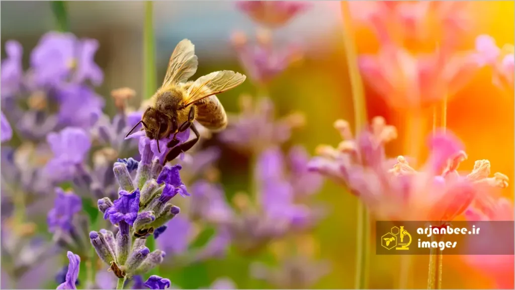 گرده زنبور عسل؛ فرآوری و کاربردهای تغذیهای و دارویی | قسمت 2 8 جمع آوری شهد و گرده گل