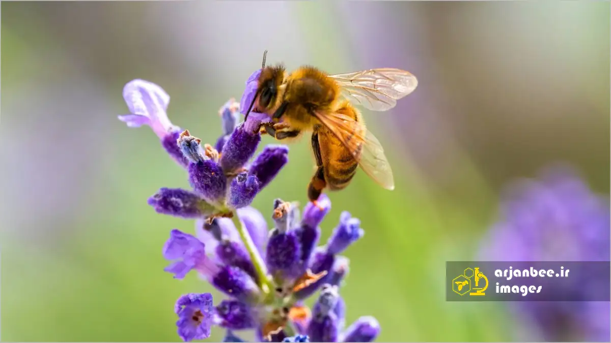 زنبور عسل روی گل های اسطوخودوس