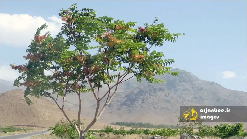 فواید عسل درخت عرعر