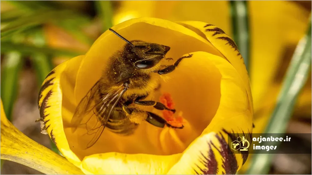 جمع آوری گزده بوسیله زنبور عسل