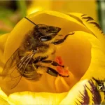 جمع آوری گزده بوسیله زنبور عسل
