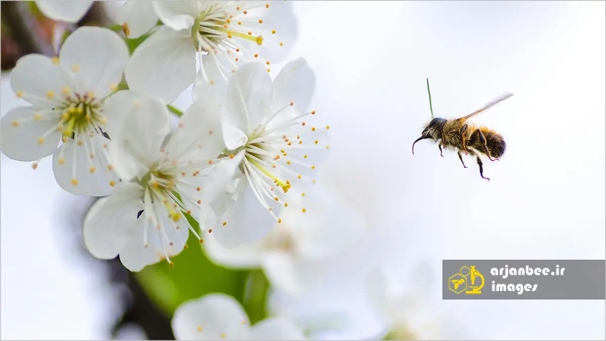 زنبورها چگونه حرکت را تشخیص می‌دهند