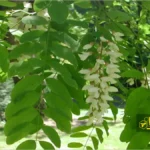 خواص و فواید عسل اقاقیا 2 اقاقیا