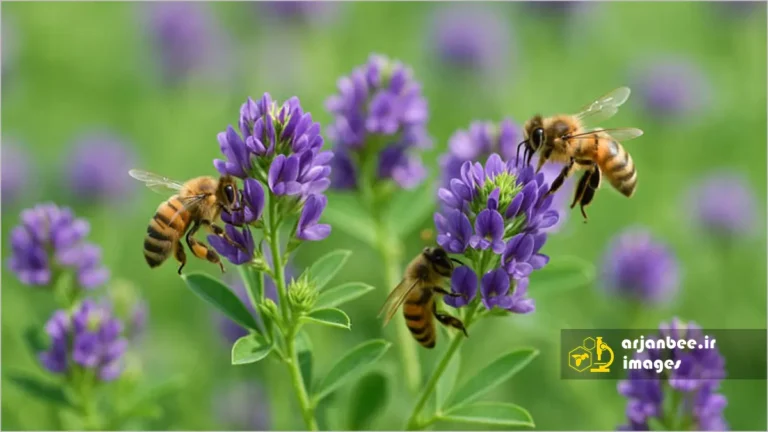 زنبور عسل روی گل یونجه