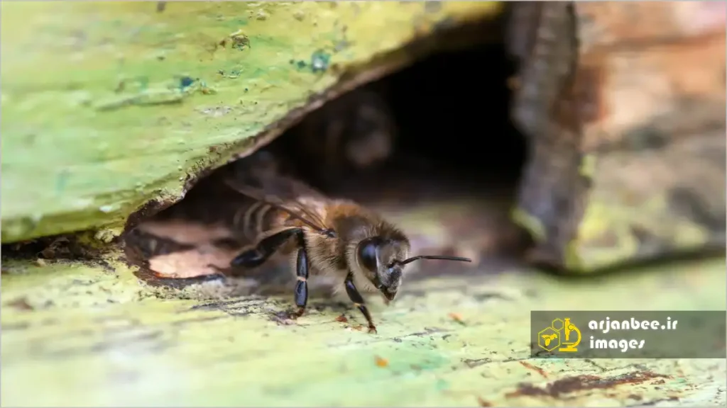 زنبور عسل