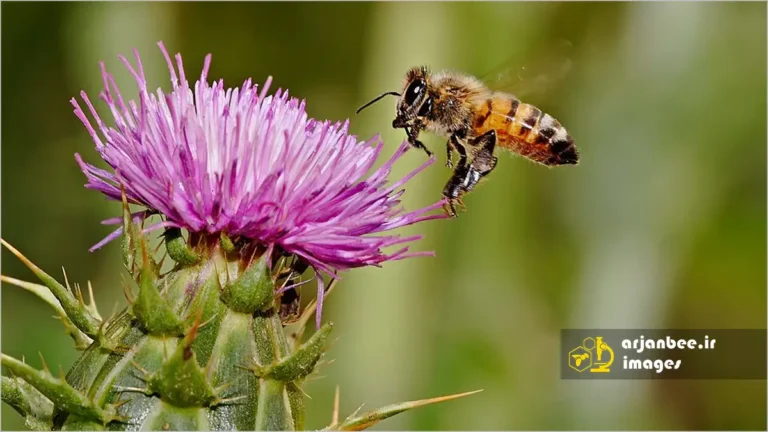 زنبورعسل روی خار مریم