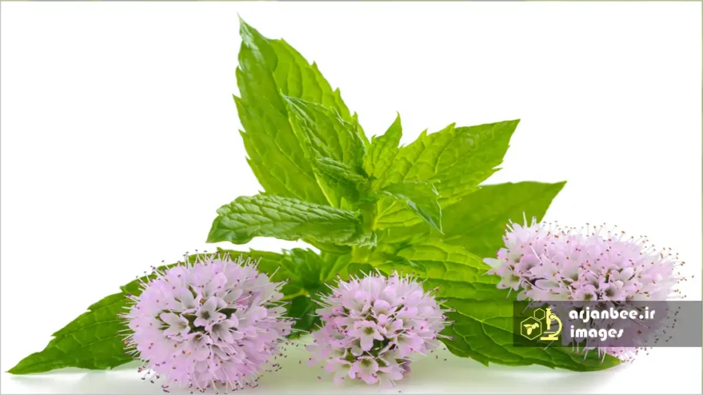 نعناع و زنبور عسل؛ جاذب یا دافع؟ 8 گل کیاه نعنا