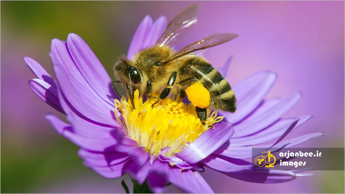 جمع آوری گرده گل