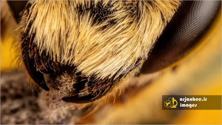 آرواره‌های زنبور عسل