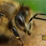 چشم ها و بینایی زنبور عسل