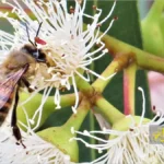 زنبور عسل در حال جمع آوری شهد اکالیپتوس