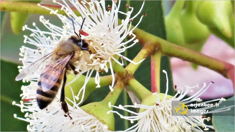 زنبور عسل در حال جمع آوری شهد اکالیپتوس