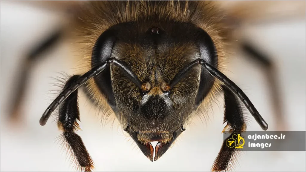 آرواره‌های زنبور عسل