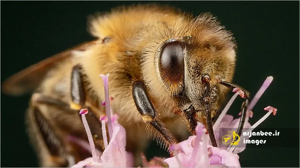 موهای زنبور عسل