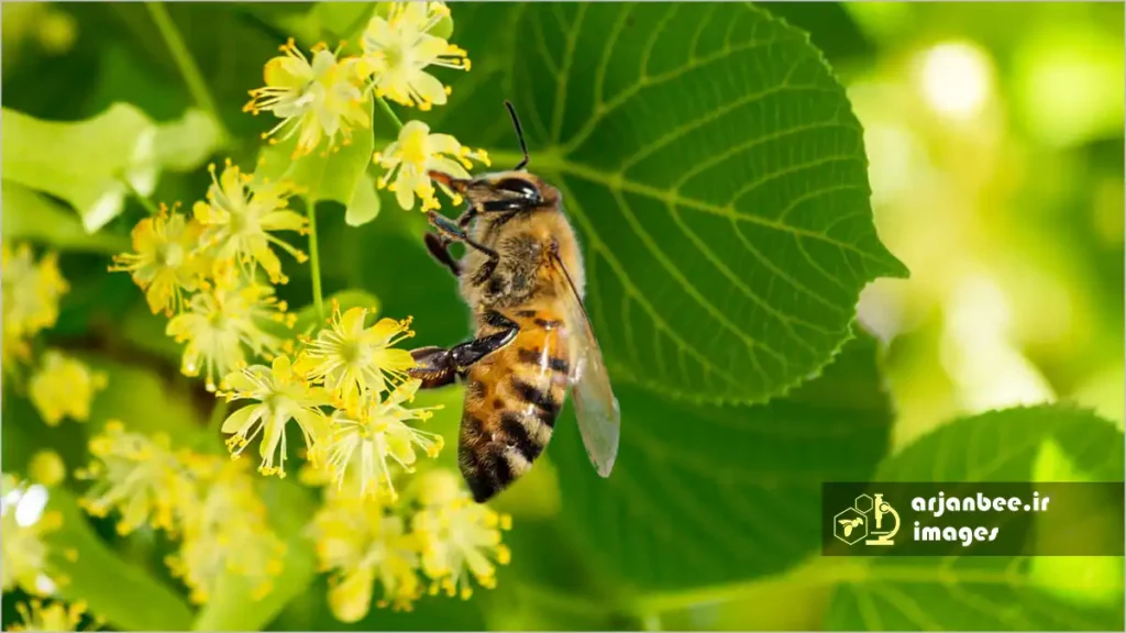 کاشت درختان گلدار برای نجات زنبور عسل