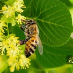 کاشت درختان گل‌دار برای نجات زنبور عسل