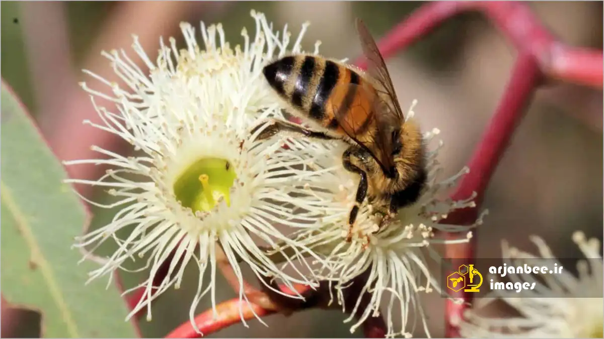 زنبور عسل در حال جمع آوری شهد اکالیپتوس