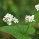 خواص و فواید عسل گندم سیاه 1 گندم سیاه
