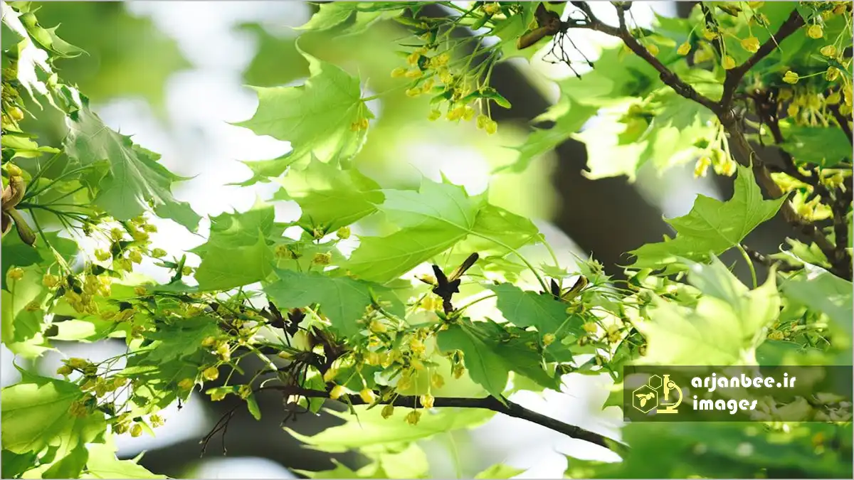 کاشت درختان گلدار برای نجات زنبور عسل 11 درختان گلدار
