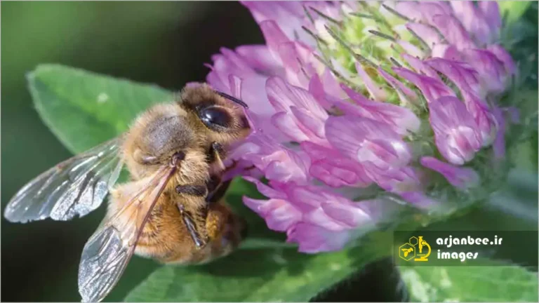 زنبور عسل روی گل شبدر