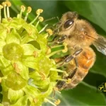 زنبور عسل روی پیچک Hedera helix