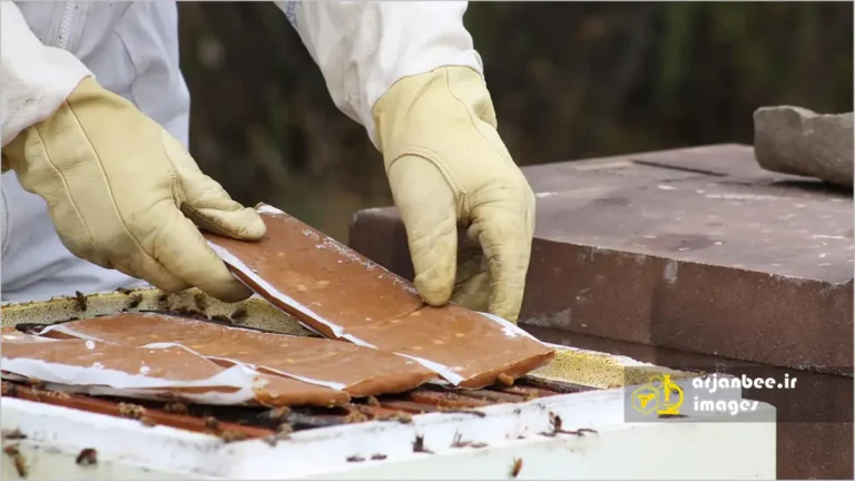 تغذیه زنبورها با مکمل گرده