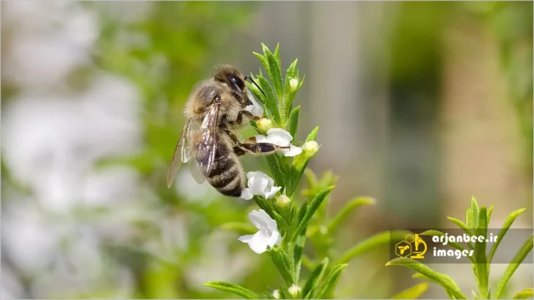 زنبور عسل روی گل آویشن
