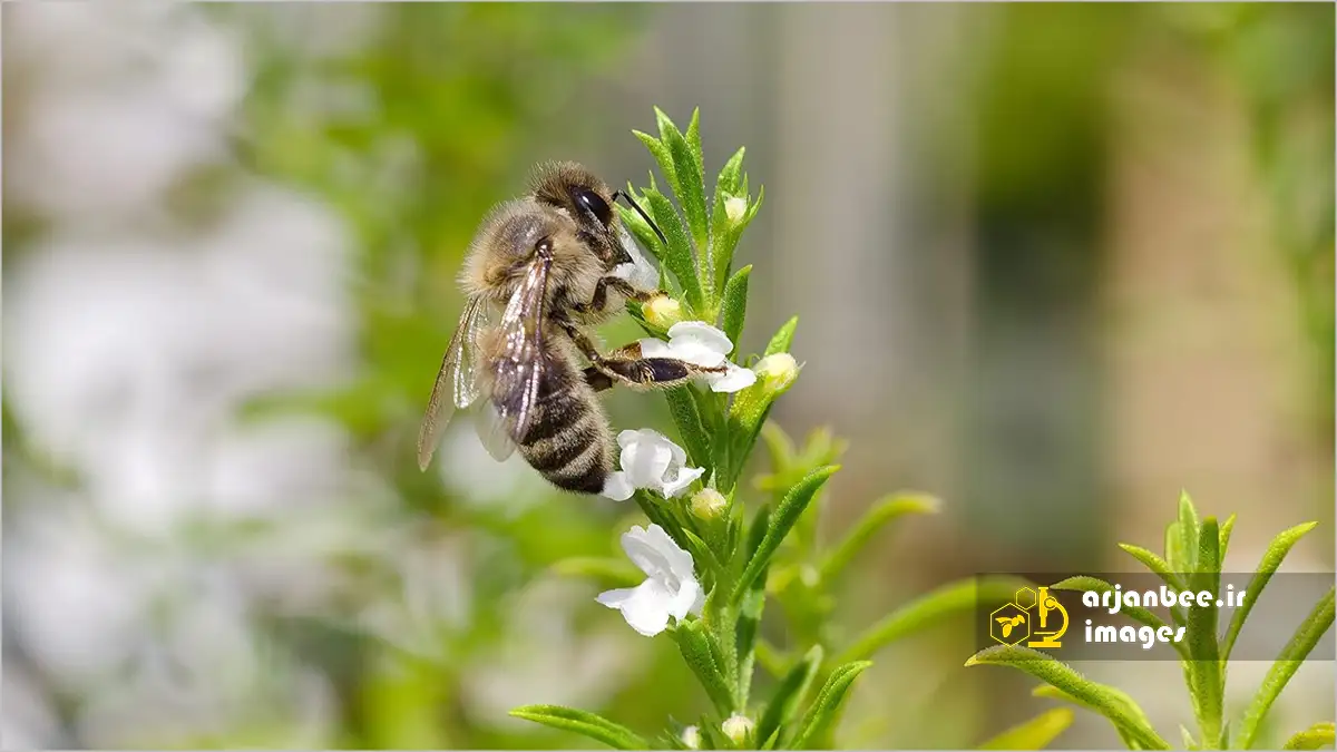 نیازهای تغذیه ای زنبور عسل