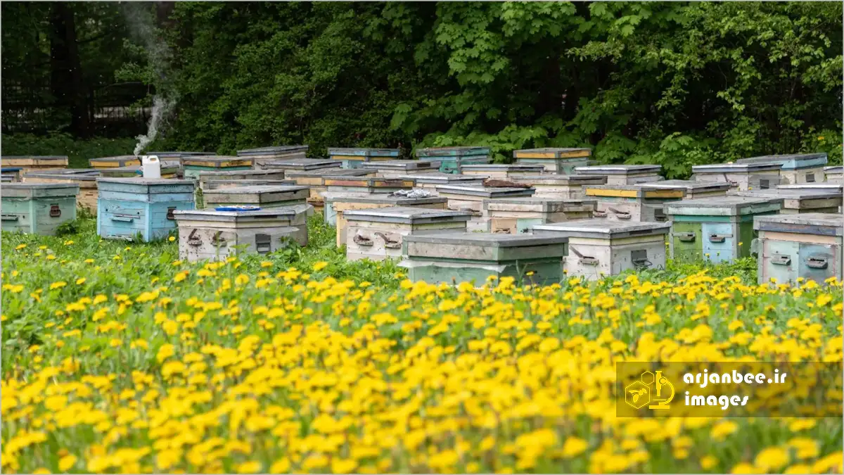 تولید عسل قاصدک