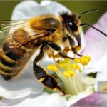 زنبور عسل روی شکوفه سیب