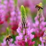 زنبور عسل روی گل اسپرس