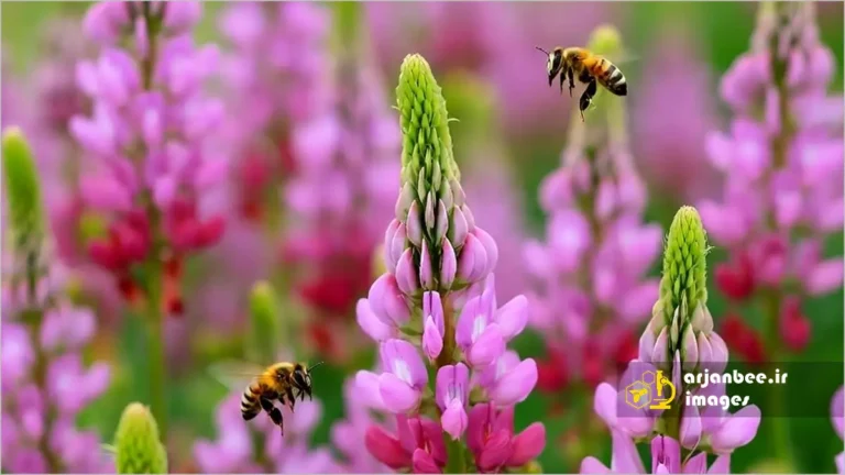 زنبور عسل روی گل اسپرس
