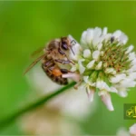 زنبور عسل روی شبدر سفید