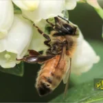 زنبور عسل روی گل های بلوبری