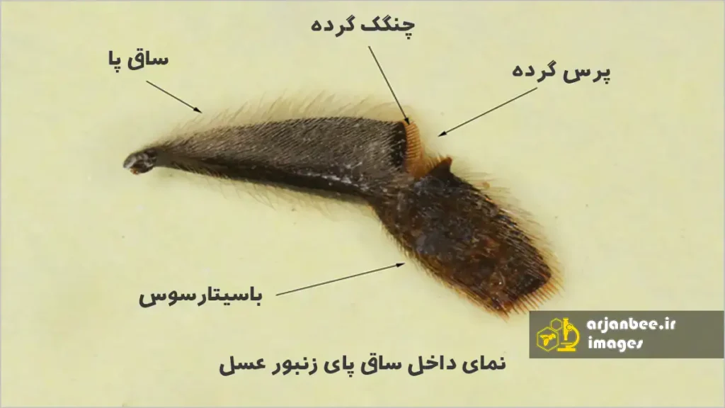 داخل پای عقبی زنبور