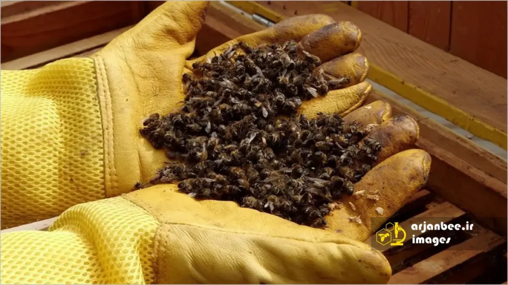 اثرات آفت‌کش‌ها بر زنبورها