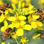 زنبور عسل روی گل کلزا