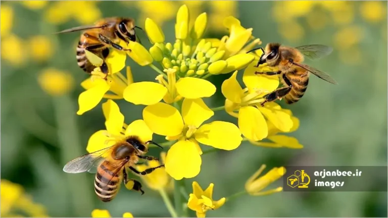 زنبور عسل روی گل کلزا