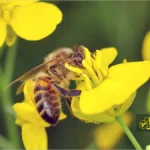 زنبور عسل روی گل کلزا