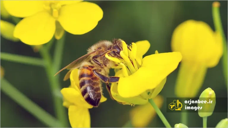 زنبور عسل روی گل کلزا