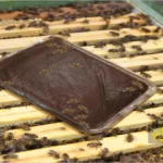 تغذیه زنبورهای عسل با جایگزین گرده