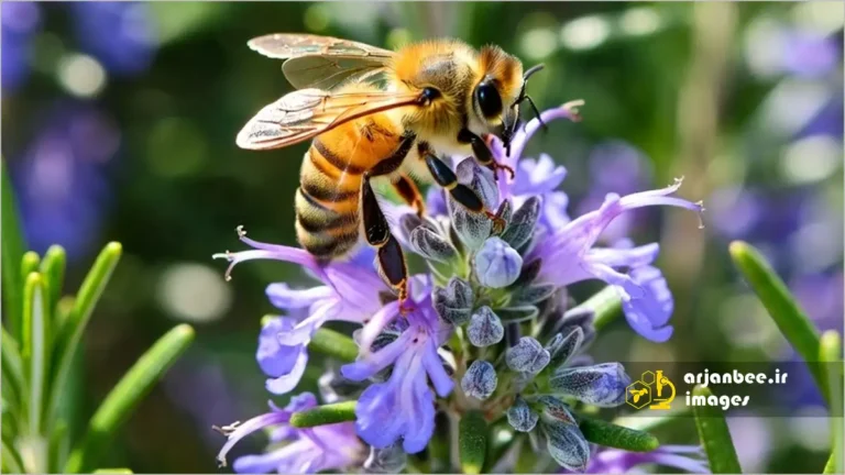 زنبور عسل روی گل رزماری
