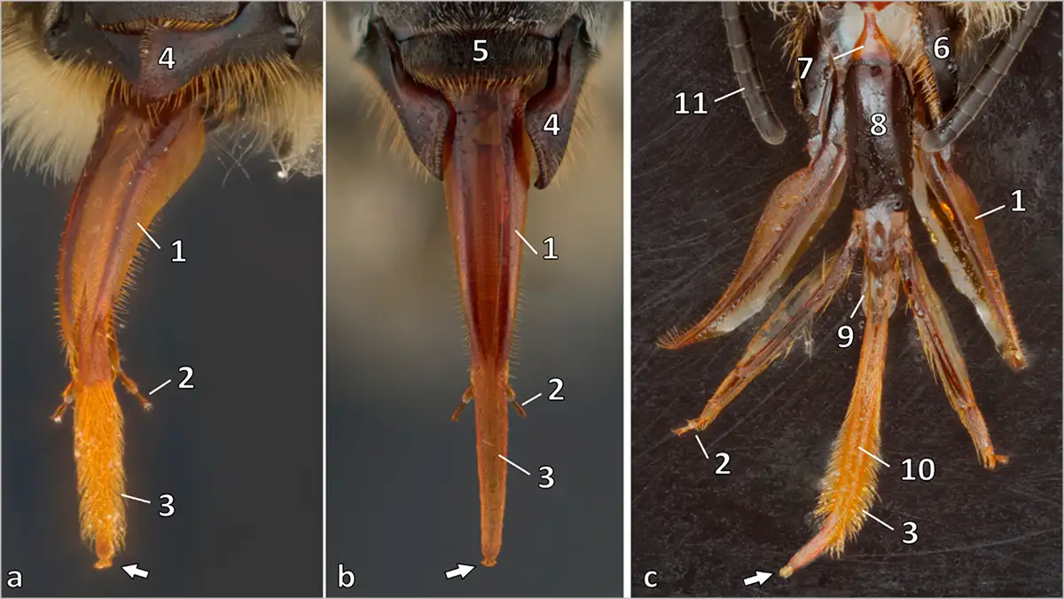 سیستم مکنده زنبور عسل